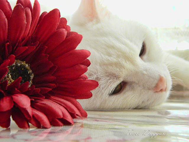 乐鱼体育登录入口-五大联赛技战术对比是否呈现风格融合趋势，五大联赛技术特点