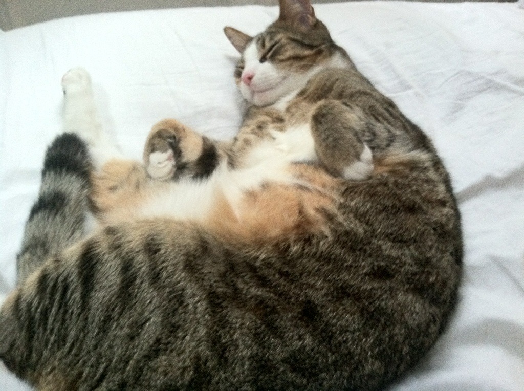 乐鱼体育平台-决赛精彩瞬间成为足球经典回忆，足球进入决赛